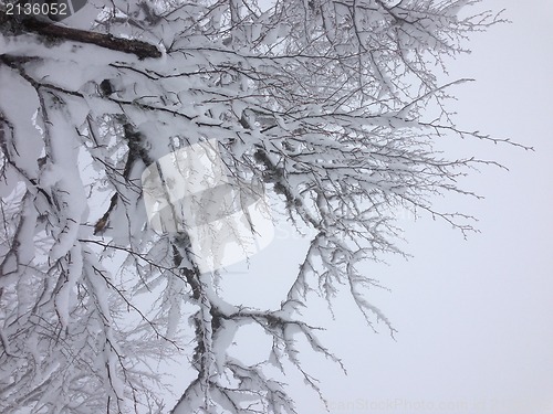 Image of winter tree snow background
