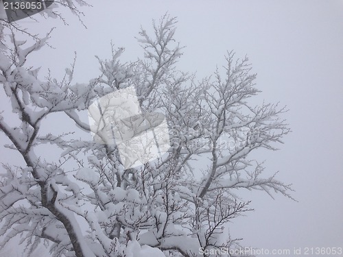 Image of winter tree snow background