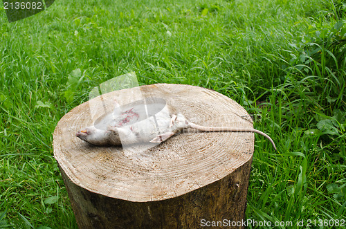 Image of dead rat bloody wound tooth lie tree stump grass 