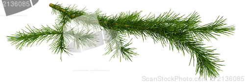 Image of Christmas tree fir branch over white