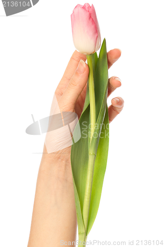 Image of spring tulip