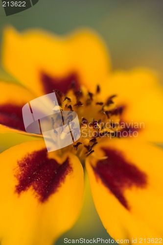 Image of Orange flower interior