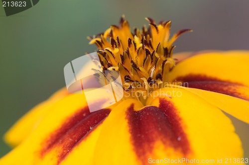 Image of Orange flower interior