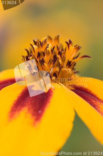 Image of Orange flower interior