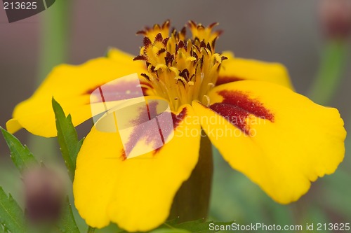 Image of Orange flower interior