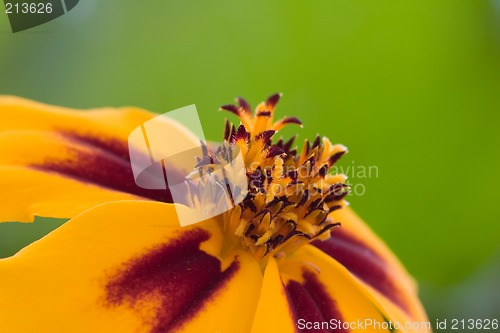 Image of Orange flower interior