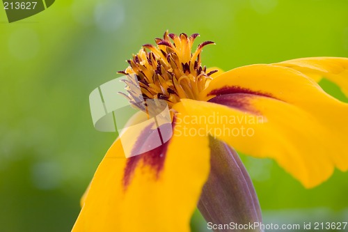 Image of Orange flower interior