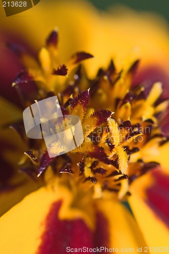 Image of Orange flower interior