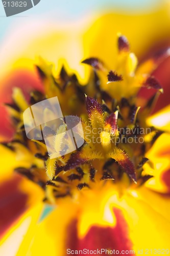 Image of Orange flower interior