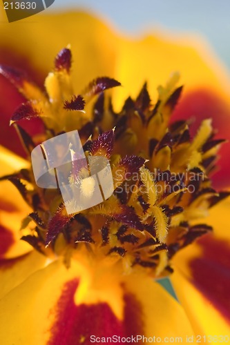 Image of Orange flower interior