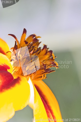 Image of Orange flower interior