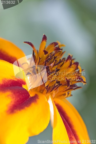 Image of Orange flower interior