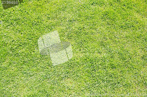 Image of Green grass texture from a field 