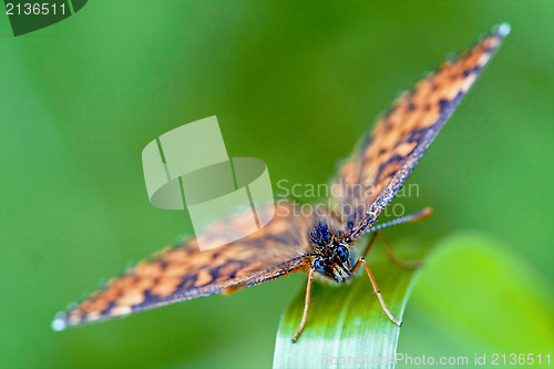 Image of front of wild brown orange butterfly  