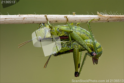 Image of  Orthopterous having sex 