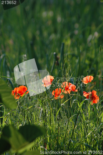 Image of poppy flowers in field