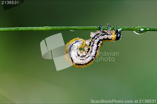 Image of caterpillar curved