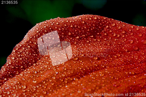 Image of red texture  in green