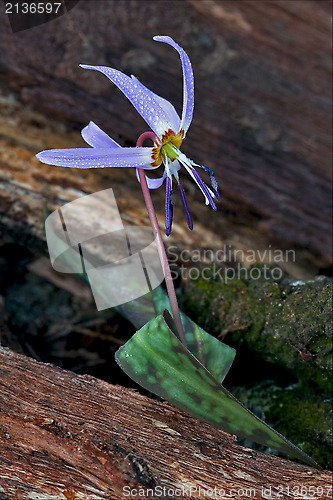 Image of  erythronium  dens canis