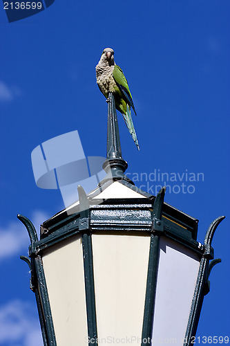 Image of  street lamp  and parrot