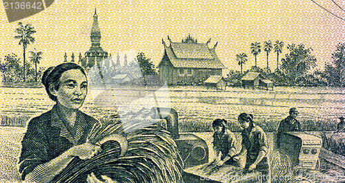 Image of Grain Harvesting