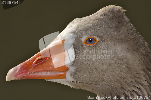 Image of brown and grey duck 