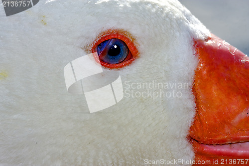 Image of white duck whit blue eye in argentina