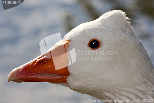 Image of white  duck whit black eye