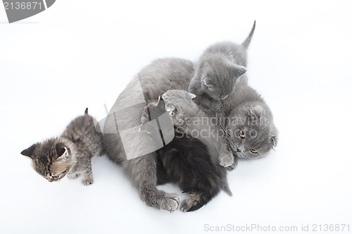 Image of mother cat feeding her four kittens