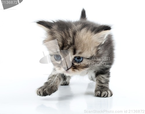 Image of cute Scottish straight kitten moving along