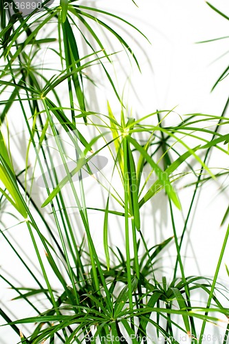 Image of Grass plant leaves background