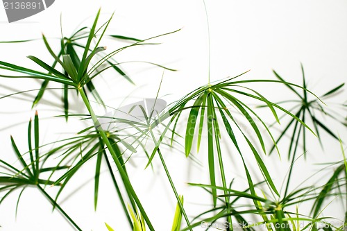 Image of Grass plant leaves background