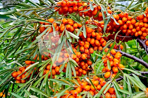 Image of Buckthorn on a branch