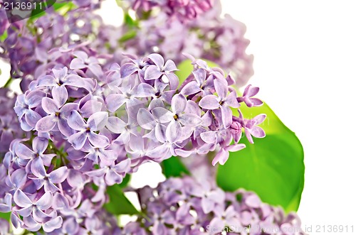 Image of Lilac lush