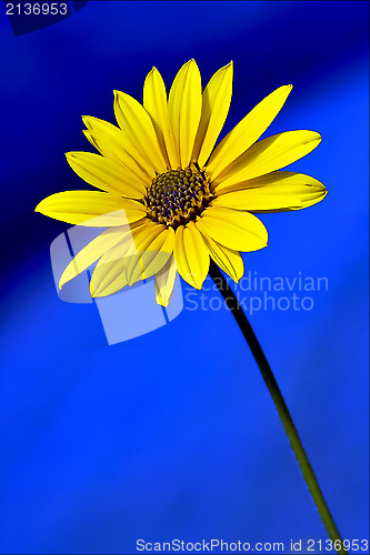 Image of blue and  yellow
