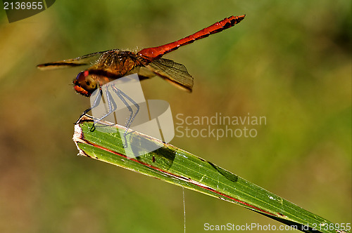 Image of red dragonfly on a piece of leaf  