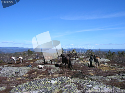 Image of Five Horses