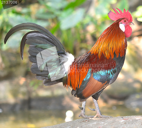 Image of rooster