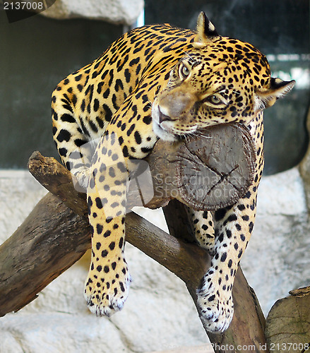 Image of upset jaguar