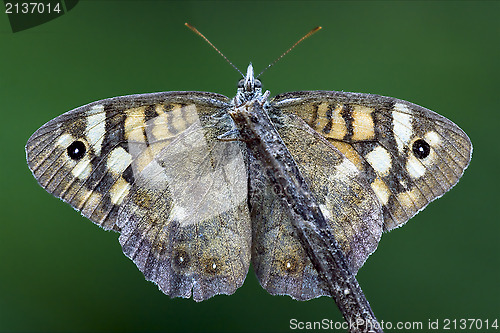 Image of front of wild brown grey orange butterfly 