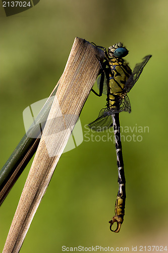 Image of  dragonfly anax imperator on a  leaf  
