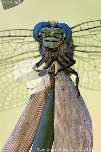 Image of front of  wild  yellow anax imperator 