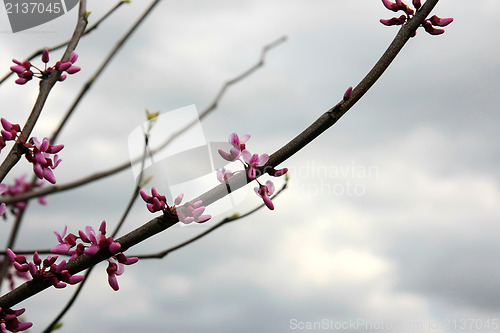 Image of Pink cherry blossoms