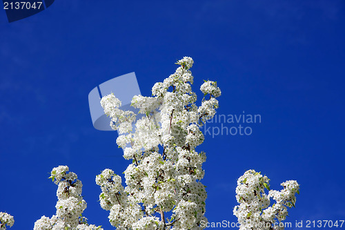 Image of White cherry blossoms