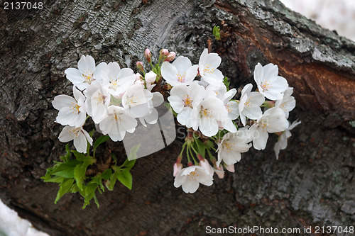 Image of Cherry tree blossoms