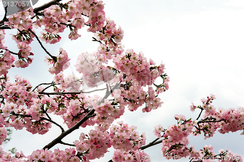 Image of Pink cherry blossoms