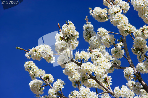 Image of White cherry blossoms