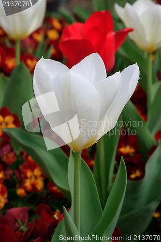 Image of White tulip