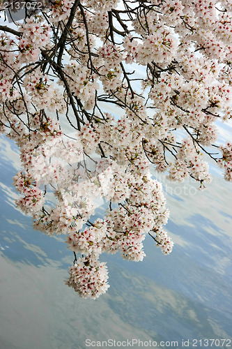 Image of Cherry blossoms limbs