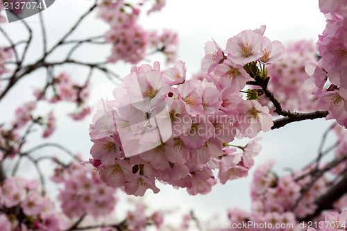 Image of Pink cherry blossoms